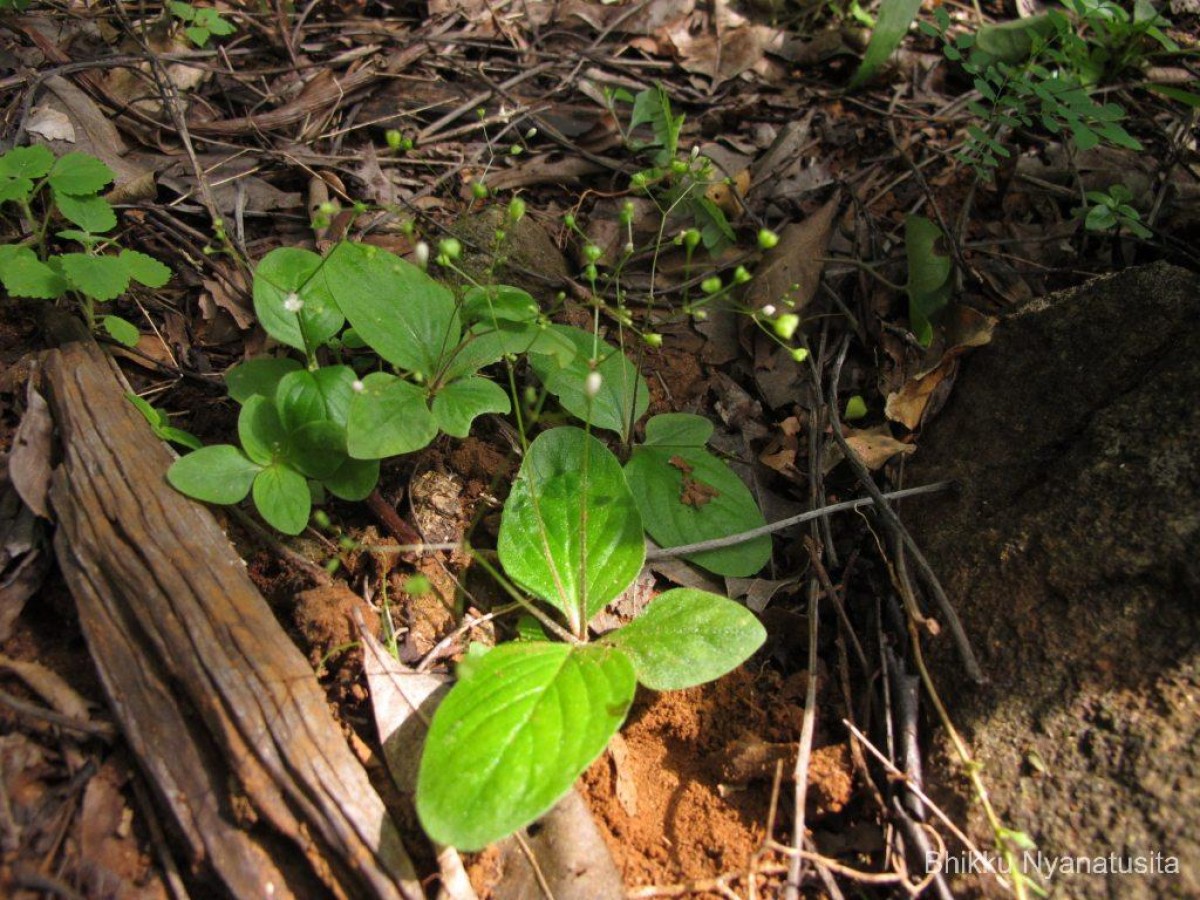 Debia ovatifolia (Cav.) Neupane & N.Wikstr.